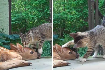 Verspielter Kater trifft Baby-Reh auf der Terrasse – Was dann passiert, ist einfach zu drollig