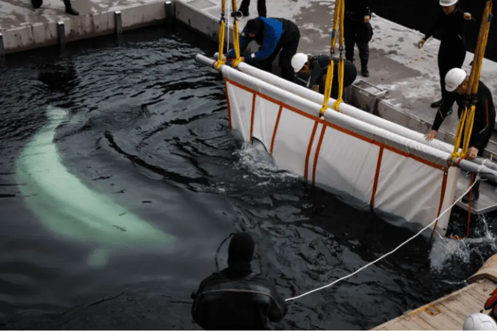 In Gefangenschaft gehaltene Belugawale in isländisches Meeresschutzgebiet entlassen