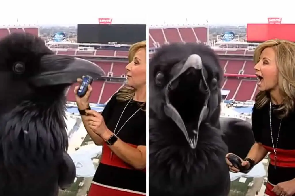 Wetterfrau wird vor laufender Kamera von Vogel erschreckt - ihre lustige Reaktion geht viral