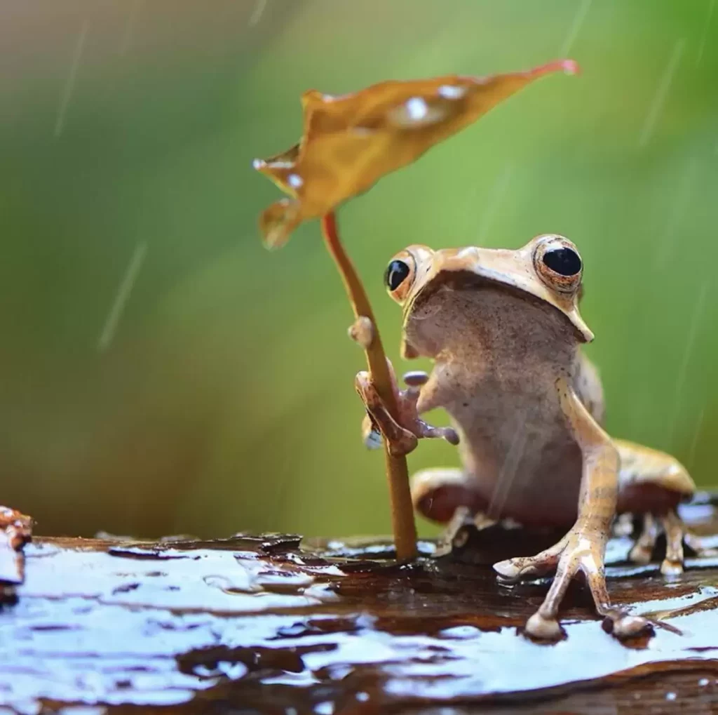 Frösche im Regen