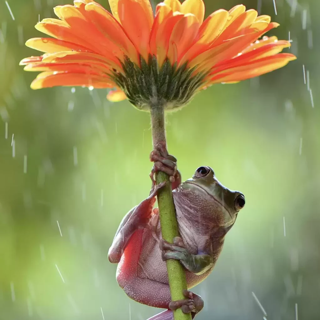 Frösche im Regen