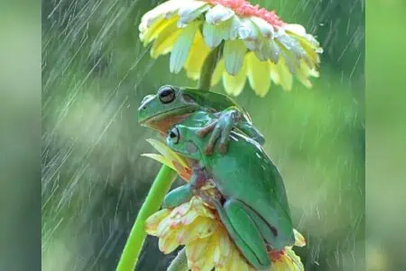 Wie Magie: Was dieser Tier-Fotograf mitten in einem Unwetter beobachtet, ist atemberaubend schön