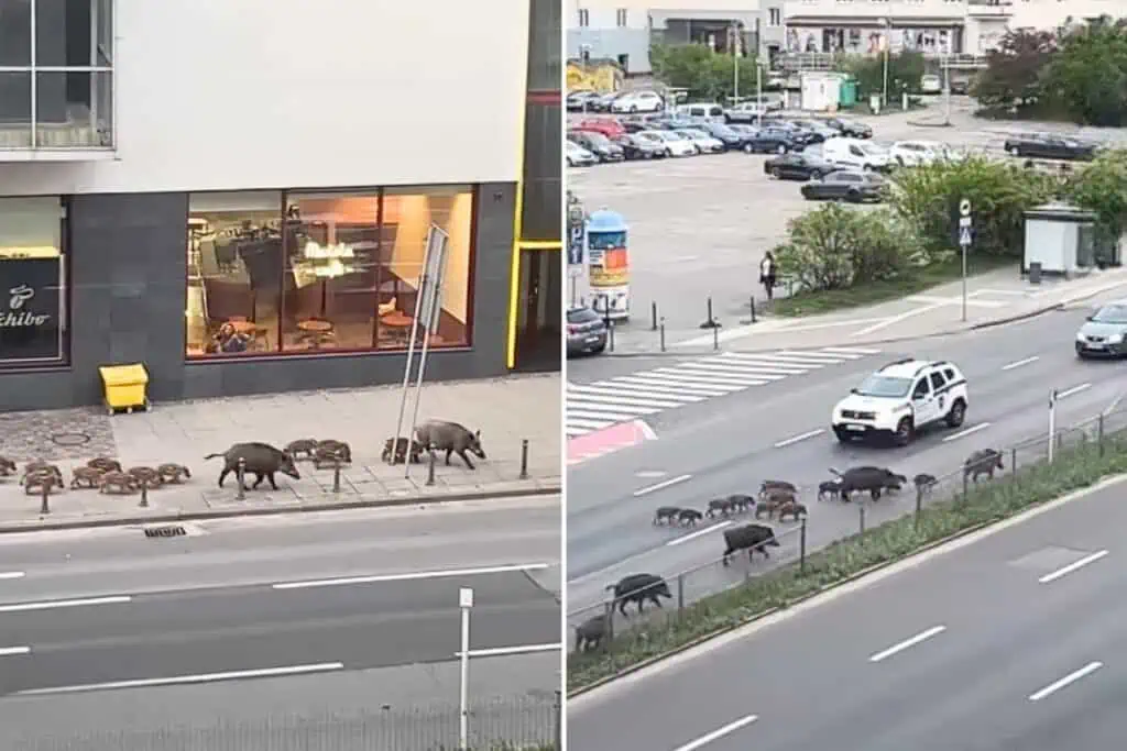 Wildschweine laufen mitten durch die Stadt – Wie die Menschen reagieren, ist unglaublich