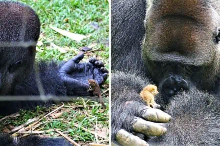 Winziges Buschbaby trifft riesigen Gorilla - Was dann passiert, verzaubert alle Herzen