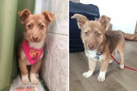 Wunderschönes kleines Hundemädchen: Welpe Risa sucht einfühlsame Menschen fürs Leben