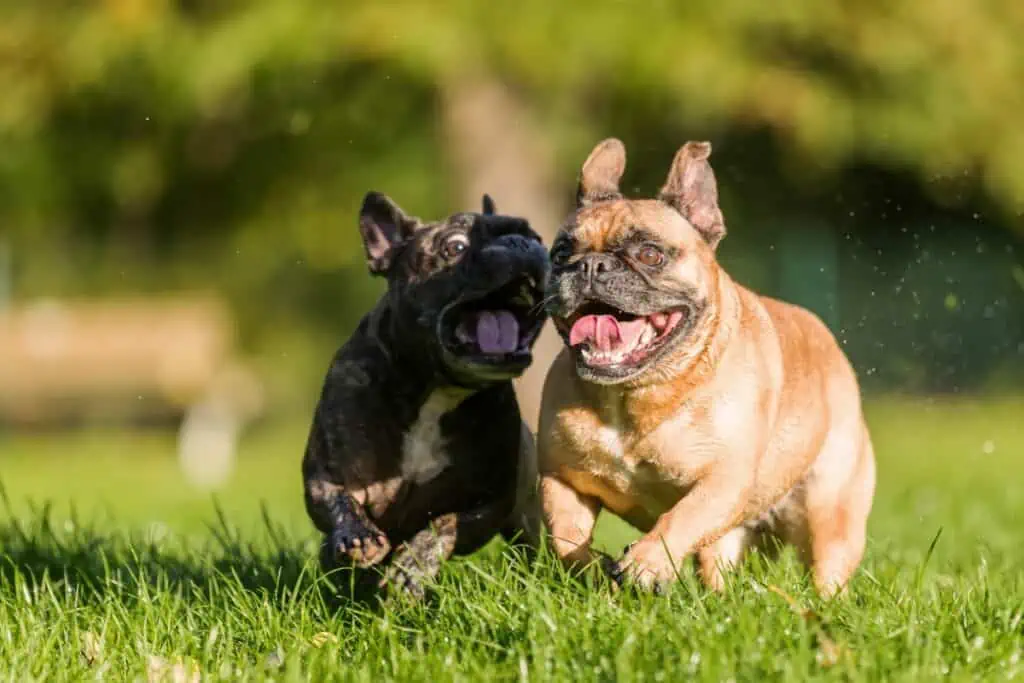 ab wann werden französische bulldoggen ruhiger