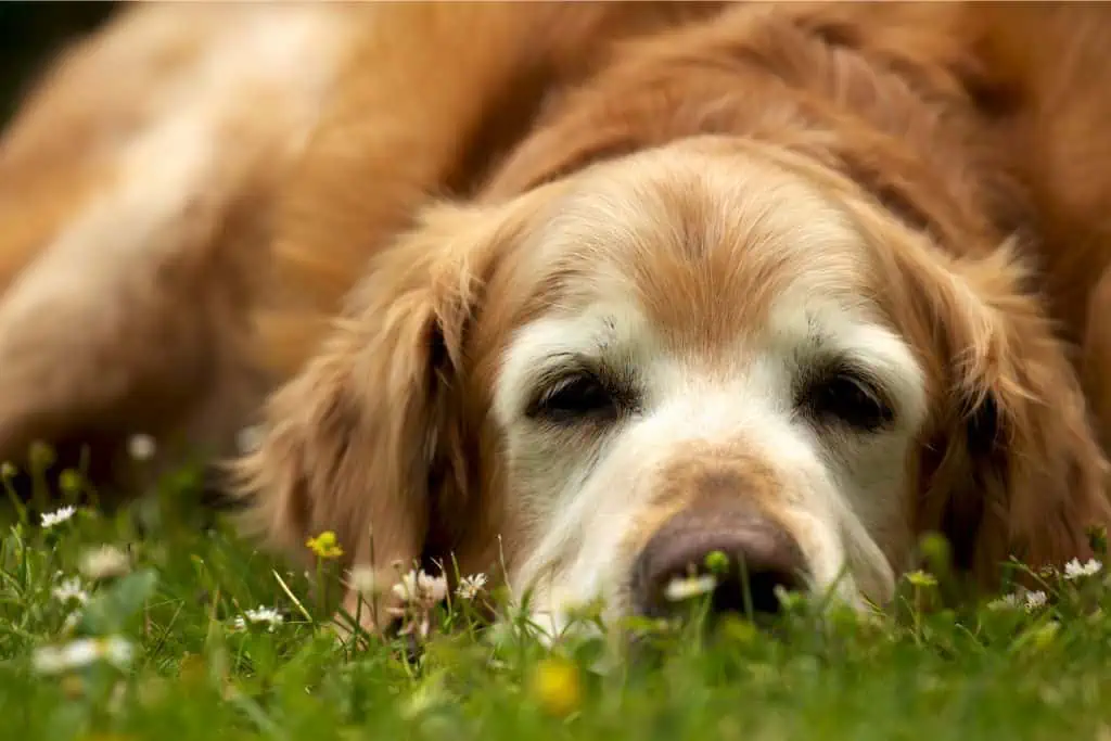 Welche Nebenwirkungen kann Aktivait bei Hunden hervorrufen?