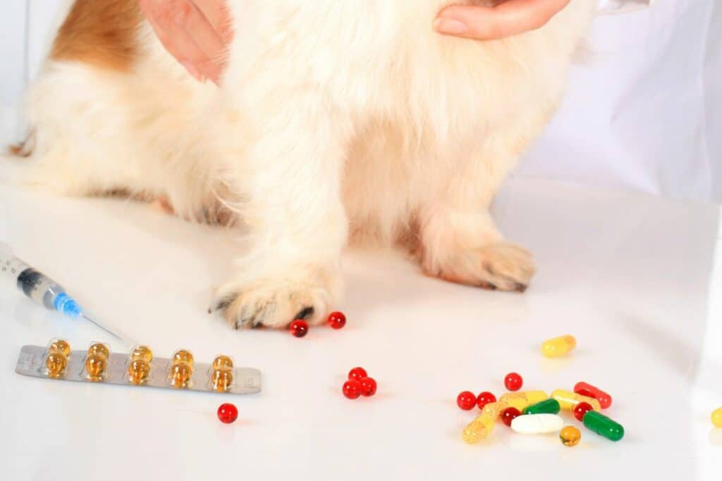 Antibiotika Hund Vor Oder Nach Dem Essen
