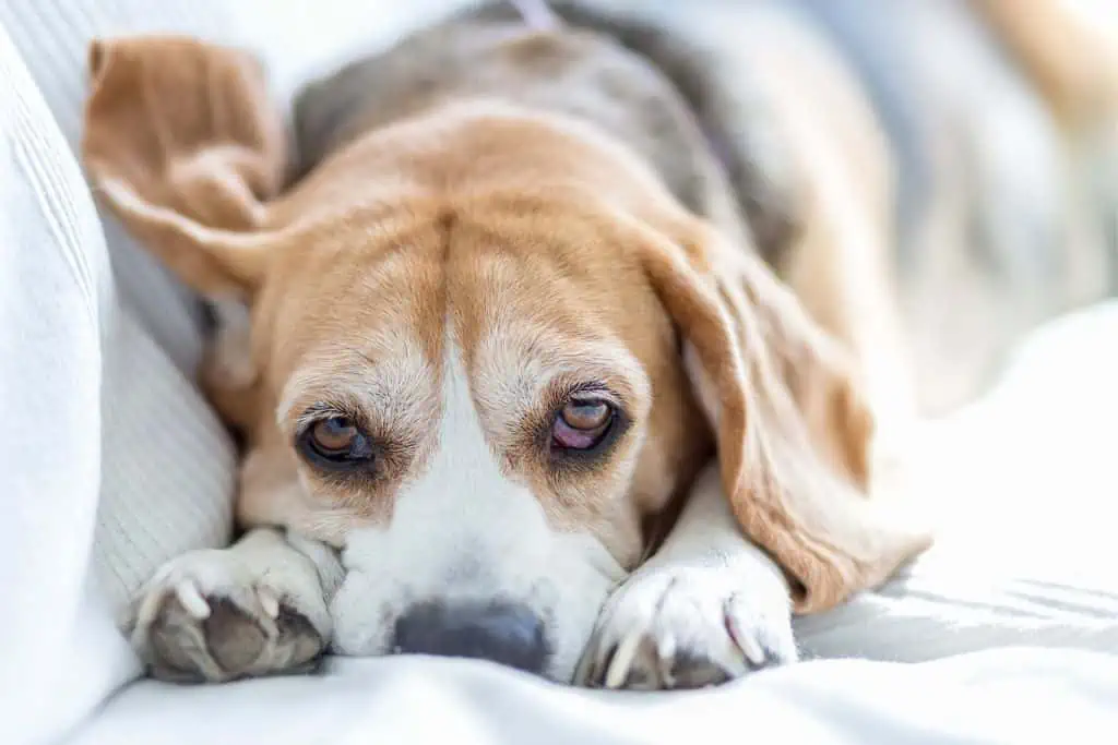 Amoxicillin für Hunde: Was ist das und wofür wird es angewendet?