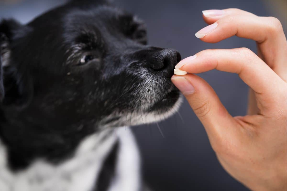 Amoxicillin 400 mg für hunde