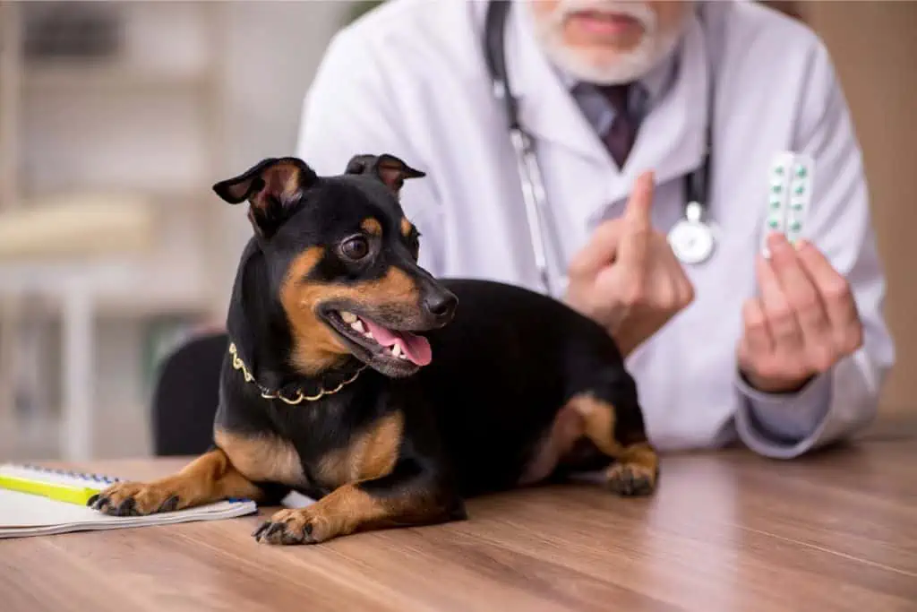 Wann sollte ich zum Tierarzt und welche Behandlungsmöglichkeiten gibt es bei Anaplasmose beim Hund?