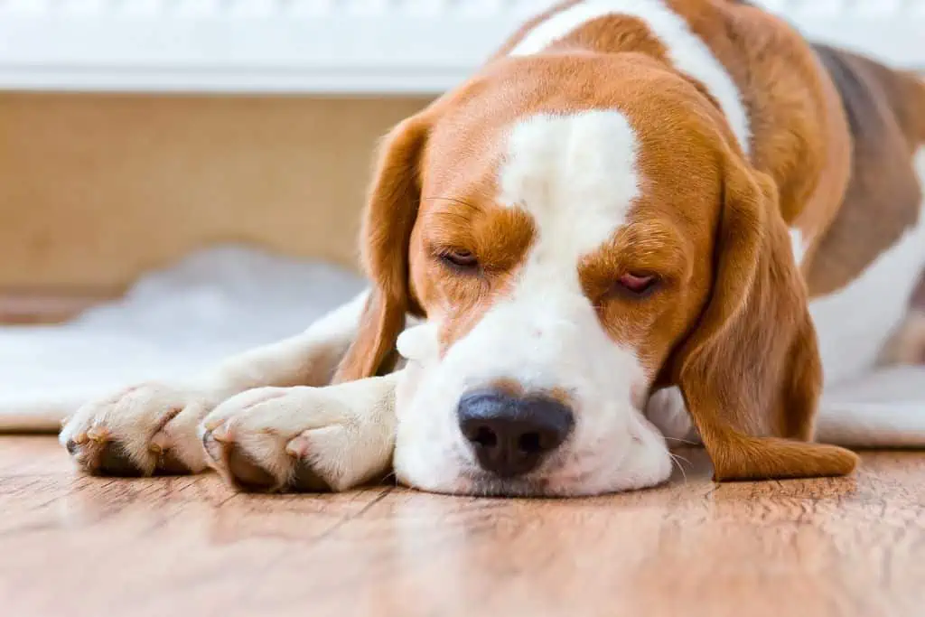 Welche Nebenwirkungen können Antihistaminika bei Hunden hervorrufen?