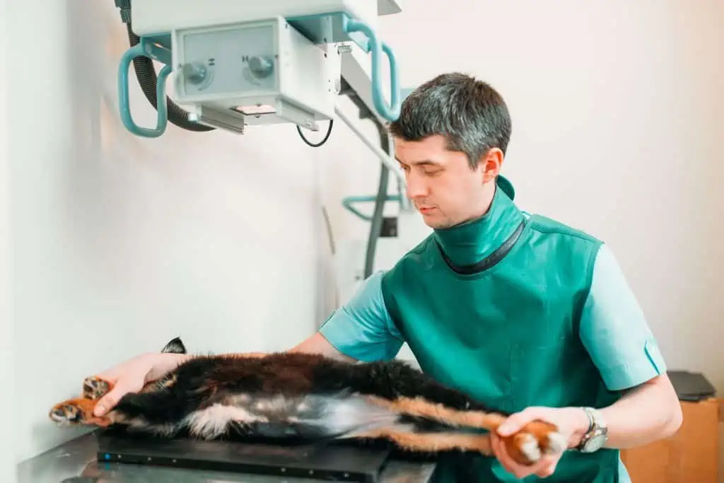 Wann sollte ich zum Tierarzt und welche Behandlungsmöglichkeiten gibt es bei Arthrose beim Hund?