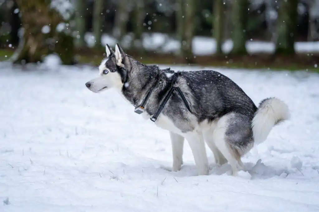 bakterielle infektion hund symptome