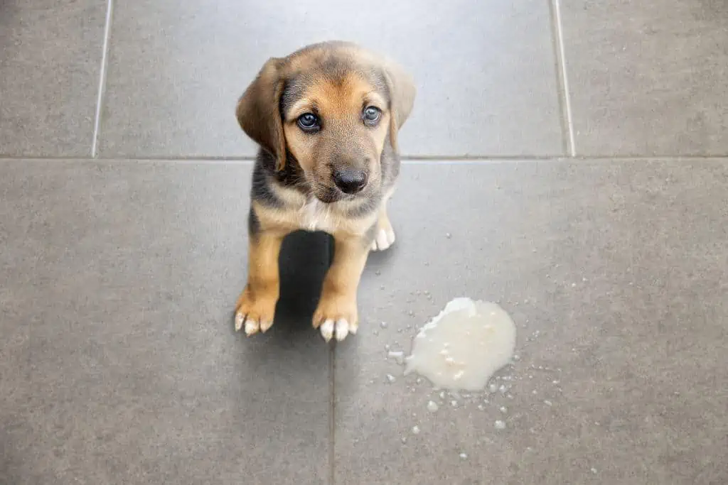 Welche Nebenwirkungen kann Banminth Paste bei Hunden hervorrufen?