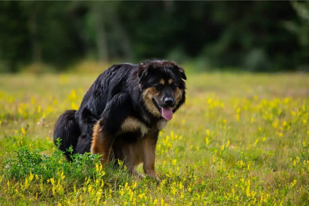 Welche Nebenwirkungen kann Bariumsulfat bei Hunden hervorrufen?