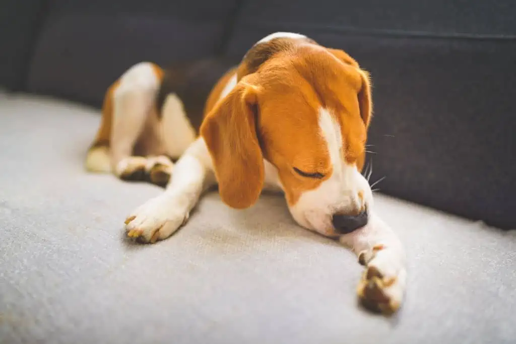 Welche Nebenwirkungen kann Betaisodona bei Hunden hervorrufen?