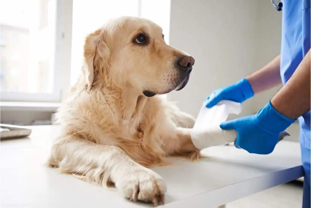 Die richtige Anwendung und Dosierung von Betaisodona bei Hunden