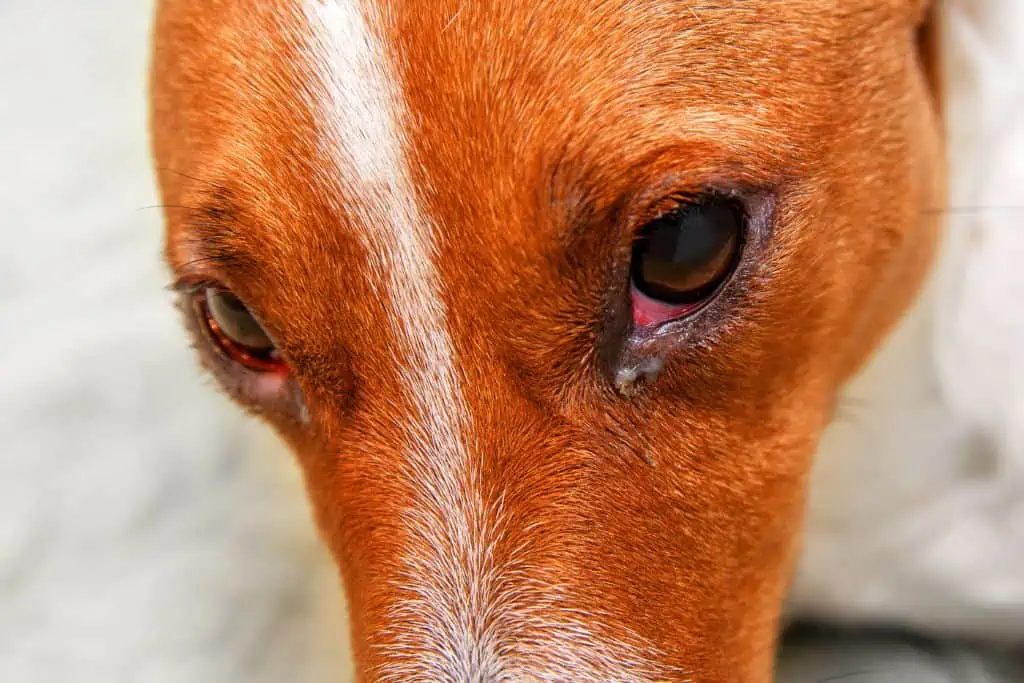 Symptome einer Bindehautentzündung beim Hund: Welche Anzeichen sind typisch?