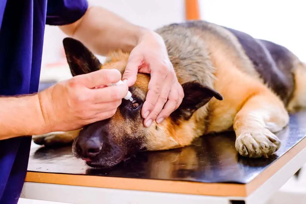 Wann du bei einer Bindehautentzündung deines Hundes zum Tierarzt gehen solltest, und welche Behandlungsmöglichkeiten es gibt
