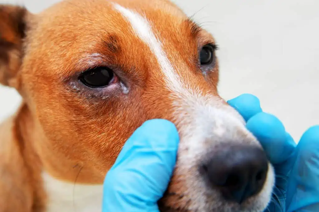 Was ist eine Bindehautentzündung beim Hund?