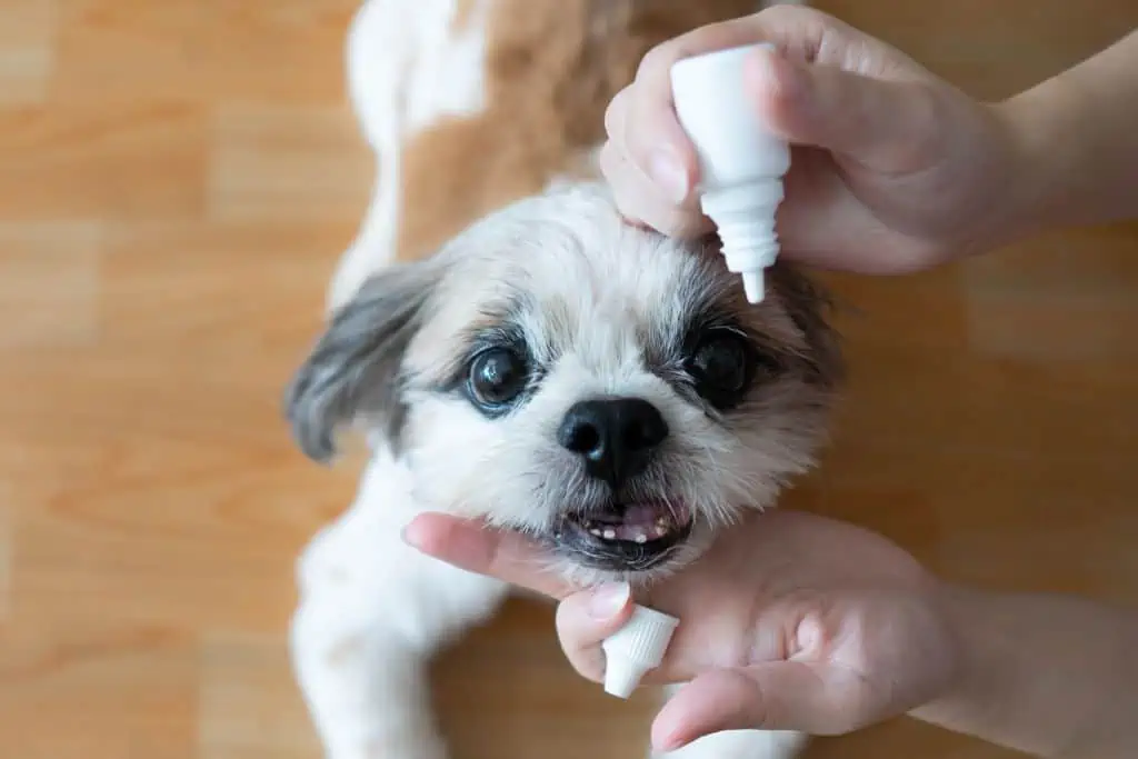 Behandlung und Therapie einer Bindehautentzündung beim Hund