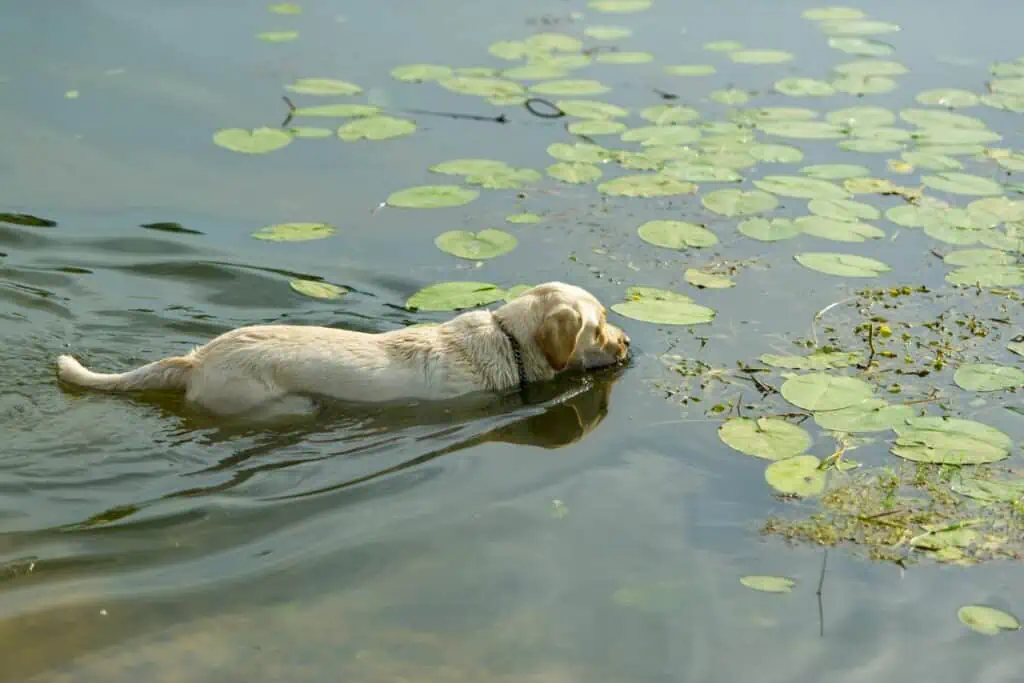 blaualgen hund symptome