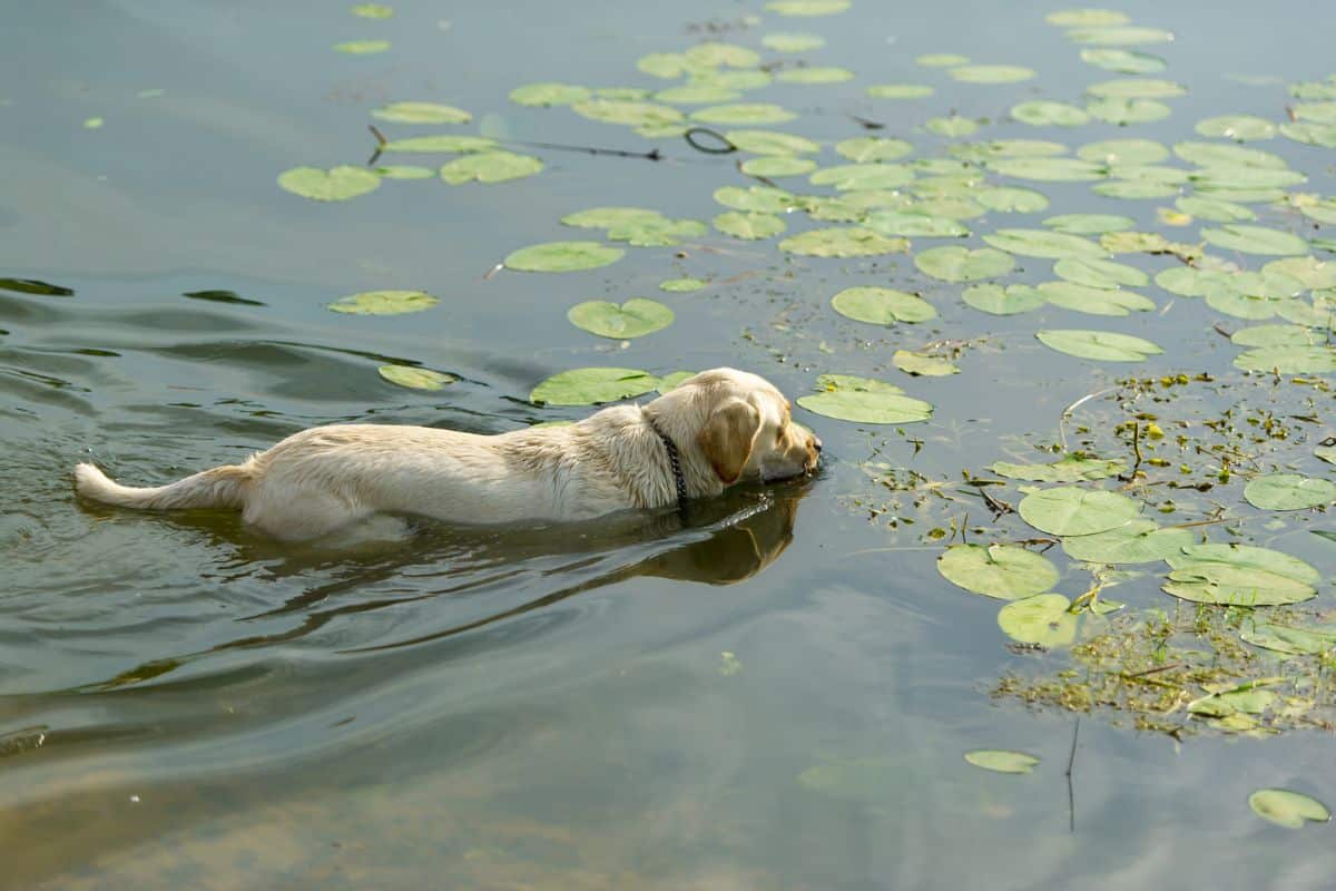 Blaualgen Vergiftung beim Hund: 5 Symptome & Anzeichen
