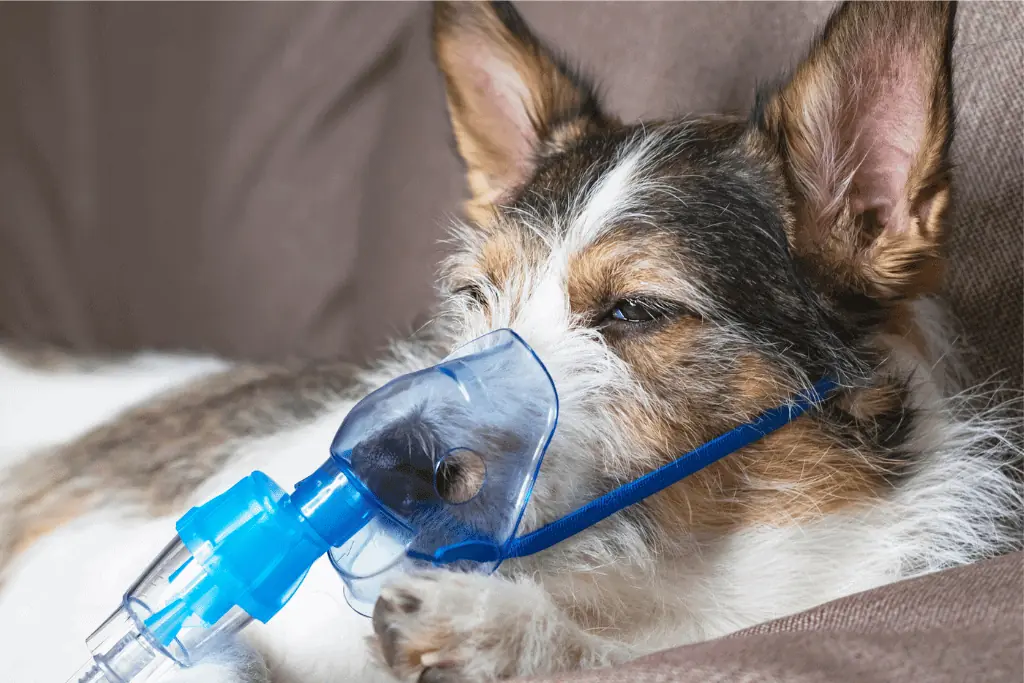 Diagnose & Behandlung einer Bronchitis beim Hund