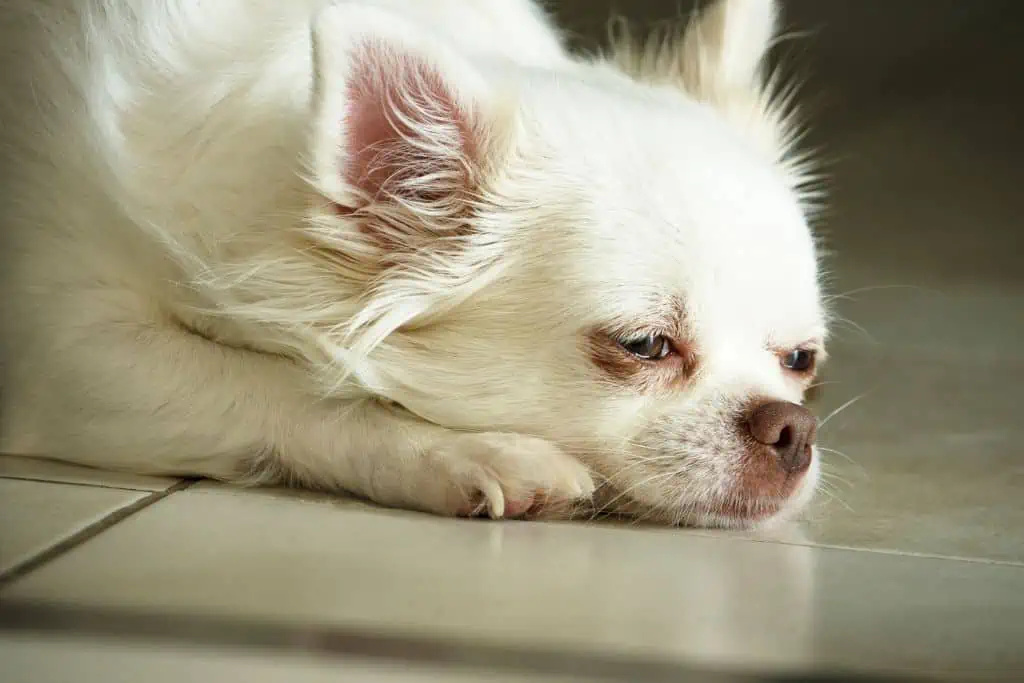 Welche Nebenwirkungen kann Calmex bei Hunden hervorrufen?