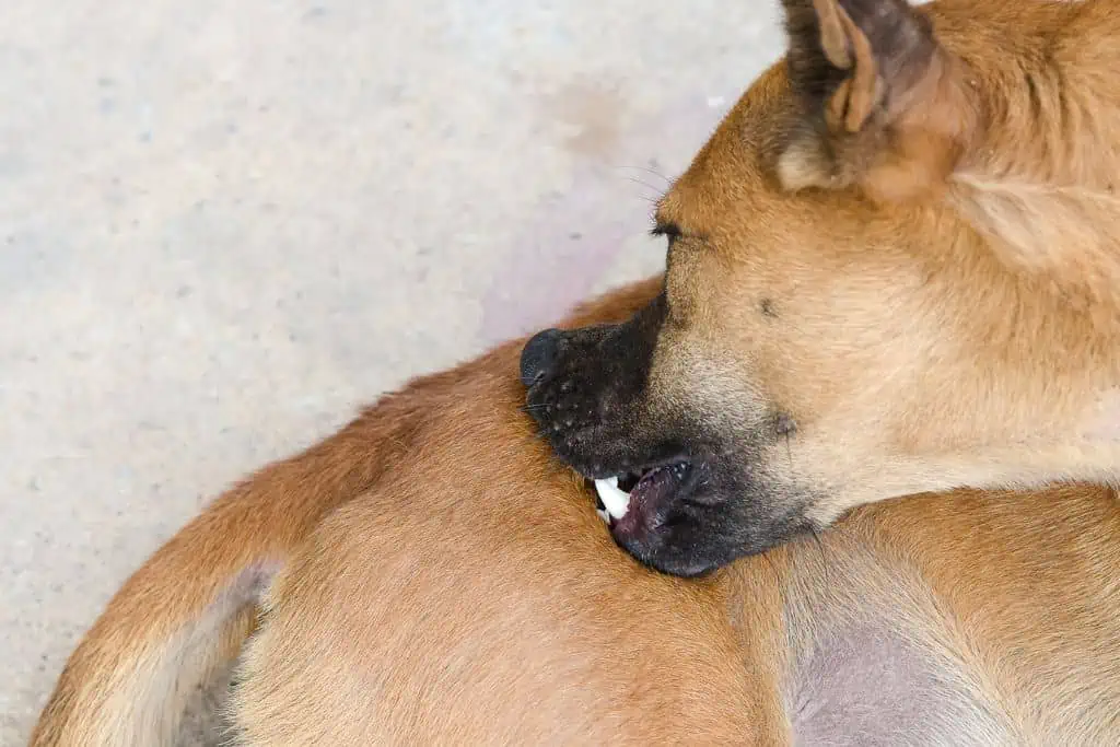 Welche Nebenwirkungen kann Capstar bei Hunden hervorrufen?