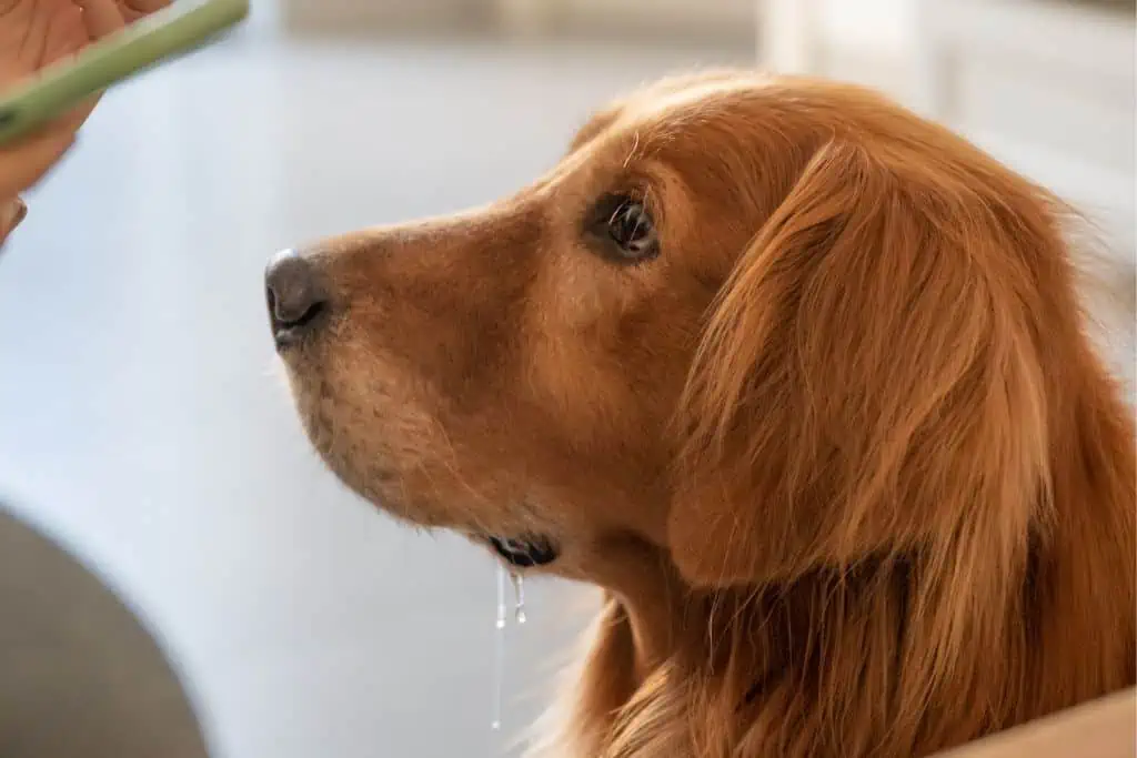 Welche Nebenwirkungen kann Chlorhexidin bei Hunden hervorrufen?
