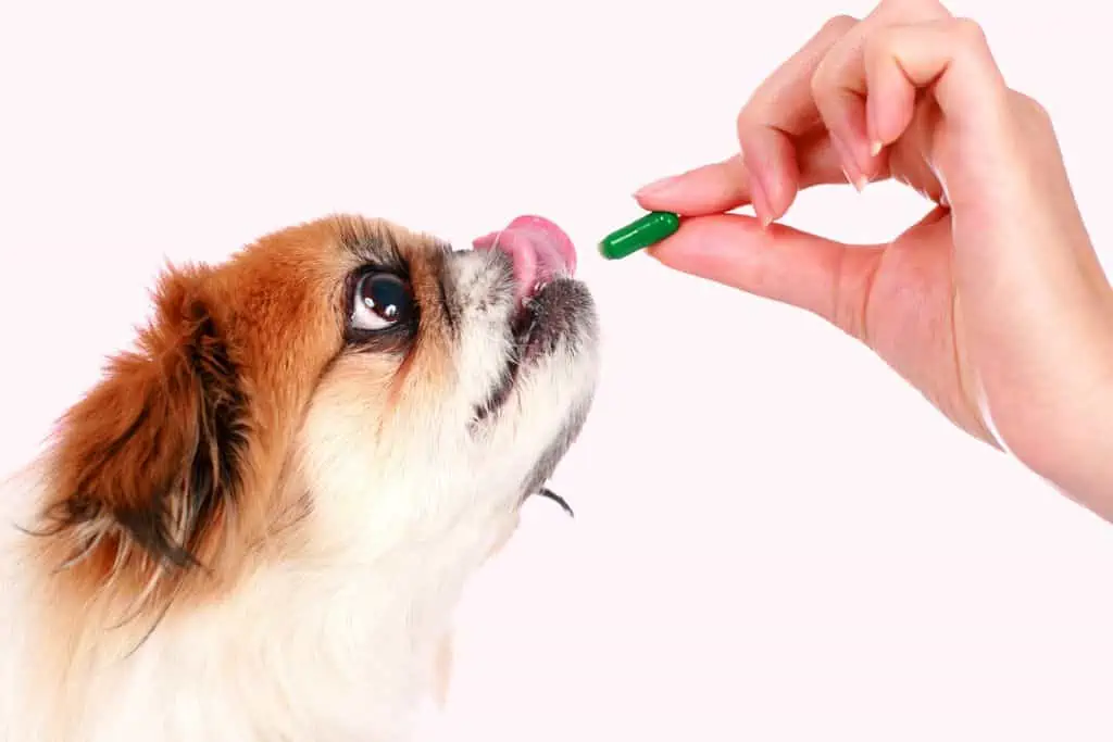 Wie schnell wirken Chlorophyll-Tabletten beim Hund?