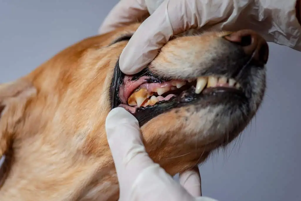 Dentisept für Hunde: Was ist das, und wofür wird es angewendet?