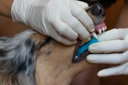 dentisept hund