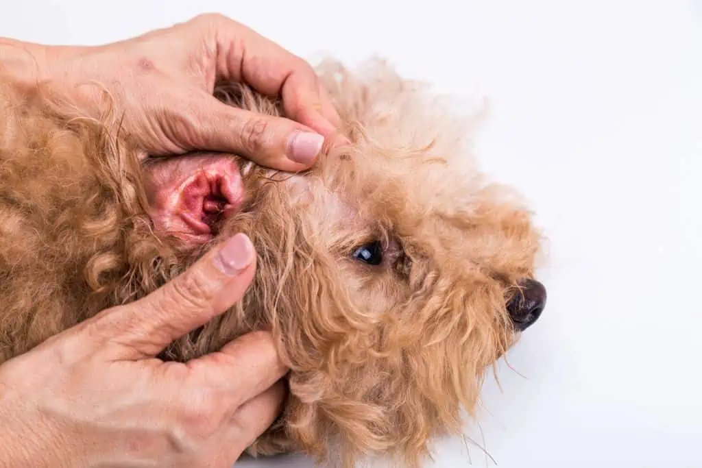 Dexamethason für Hunde: Was ist das, und wofür wird es angewendet?