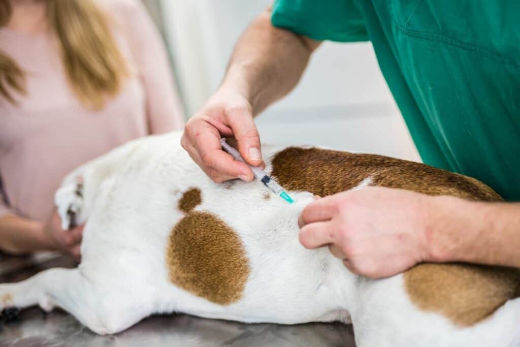 Antibiotika für Hunde: Anwendung, Dosierung & Nebenwirkungen