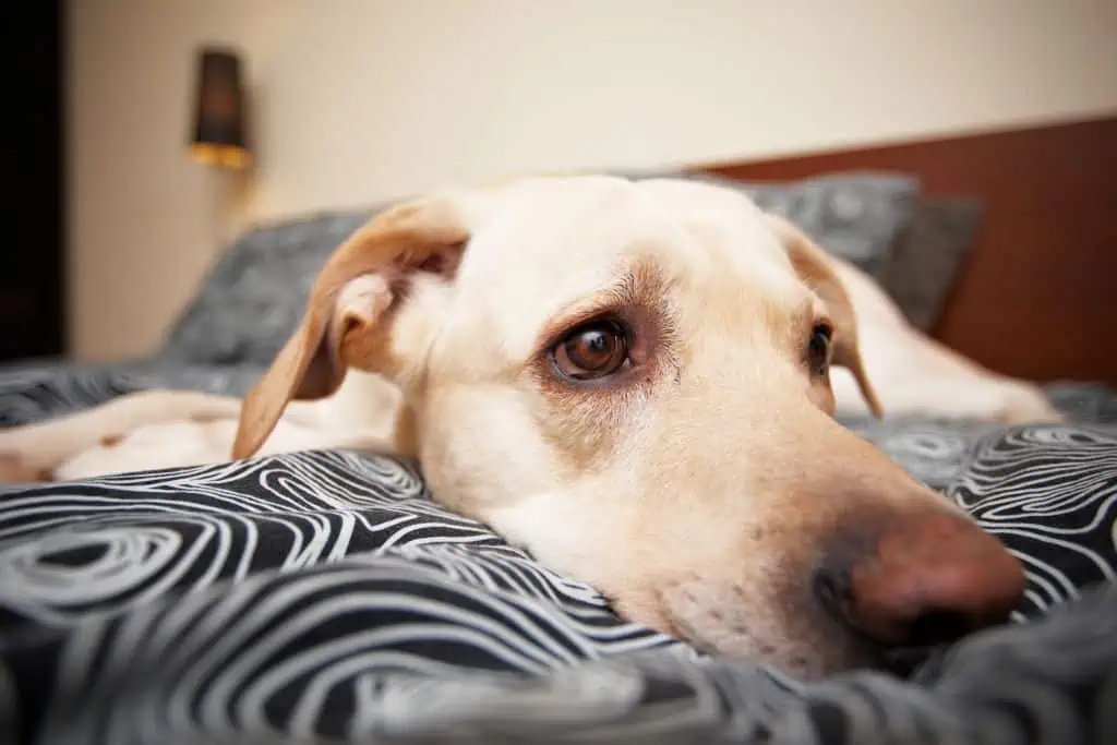 Welche Nebenwirkungen kann Dexamethason bei Hunden hervorrufen?
