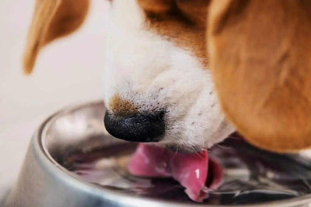 Welche Nebenwirkungen kann Dimazon bei Hunden hervorrufen?