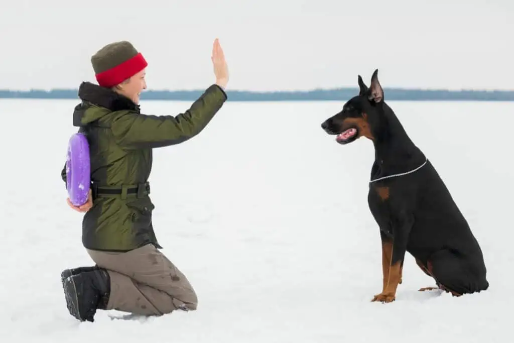 dobermann erziehung