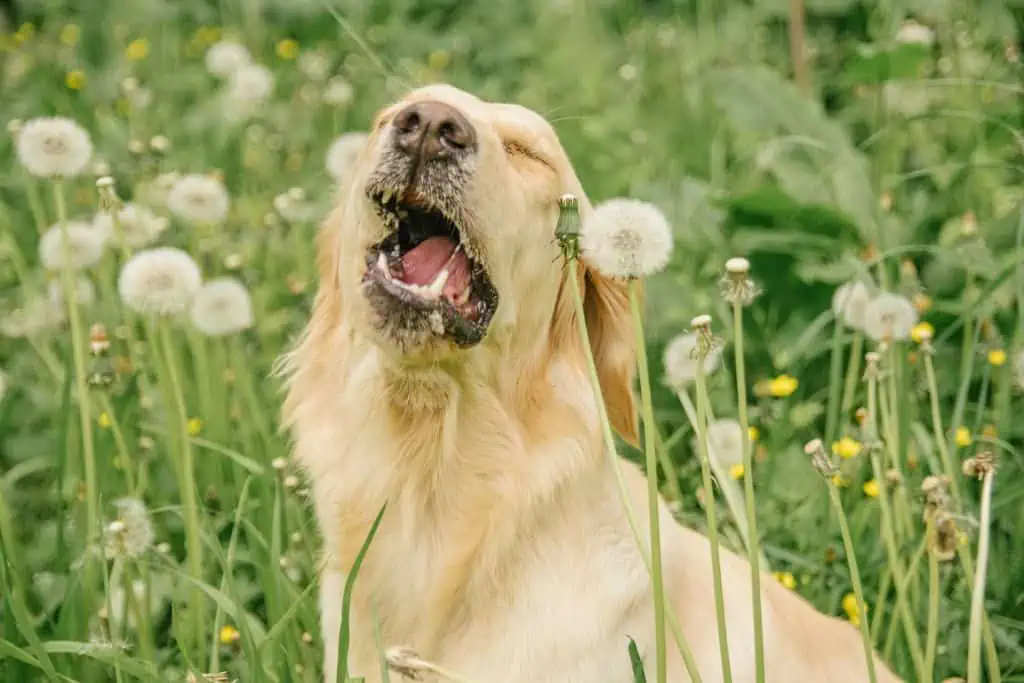 Doxybactin für Hunde: Was ist das und wofür wird es angewendet?
