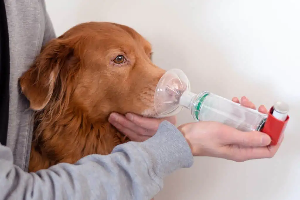 Doxycyclin für Hunde: Was ist das und wofür wird es angewendet?