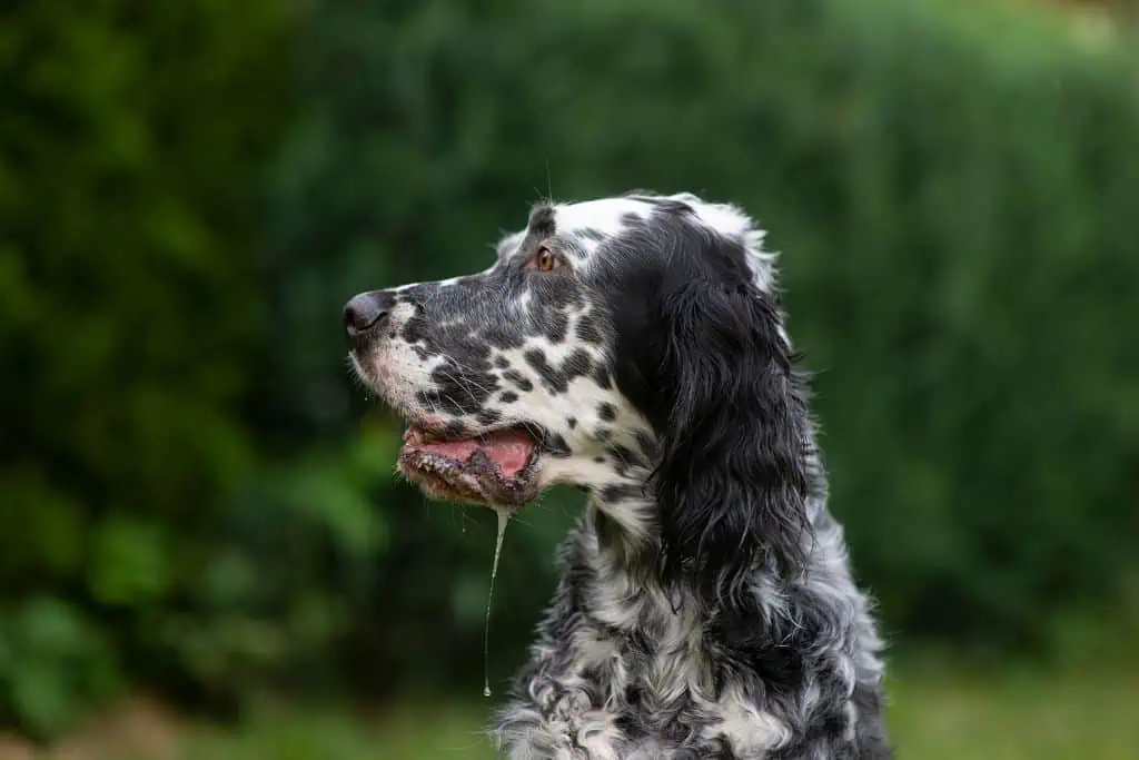 Welche Nebenwirkungen kann Doxycyclin bei Hunden hervorrufen?