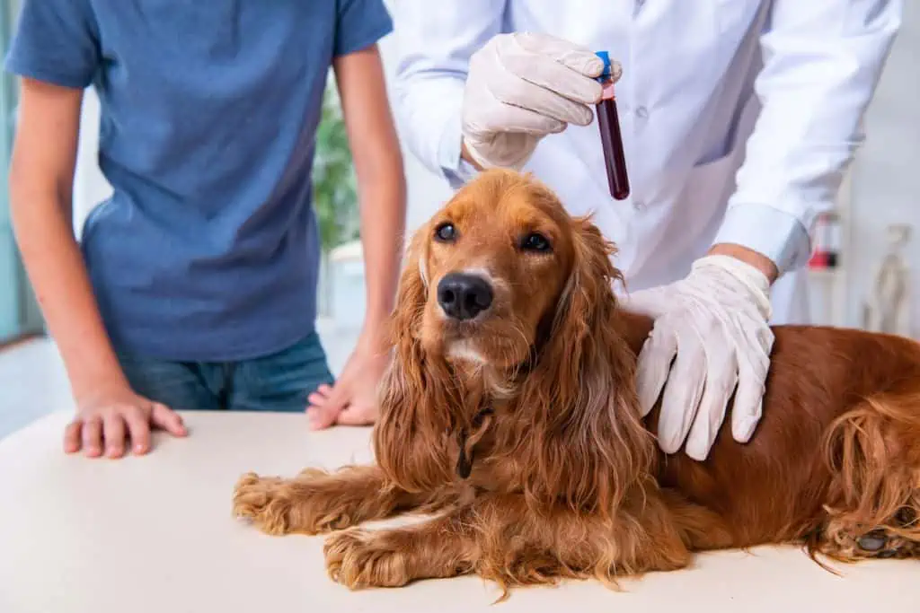 Behandlung und Therapie von Ehrlichiose bei Hunden