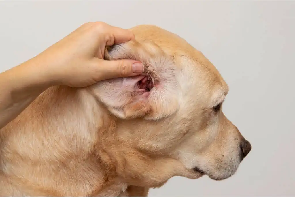 Enrofloxacin für Hunde: Was ist das, und wofür wird es angewendet?