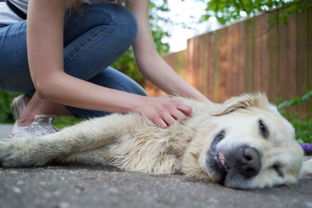 Epilepsie-Symptome beim Hund: Welche Anzeichen sind typisch?