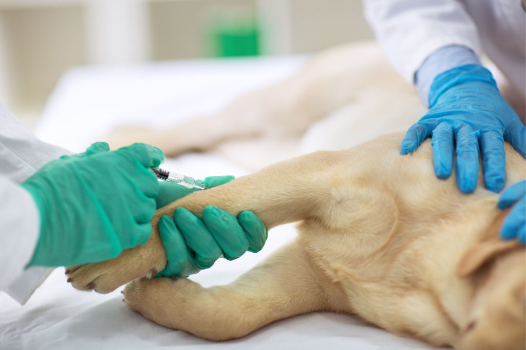 Wann sollte ich zum Tierarzt und welche Behandlungsmöglichkeiten gibt es bei Epilepsie beim Hund?