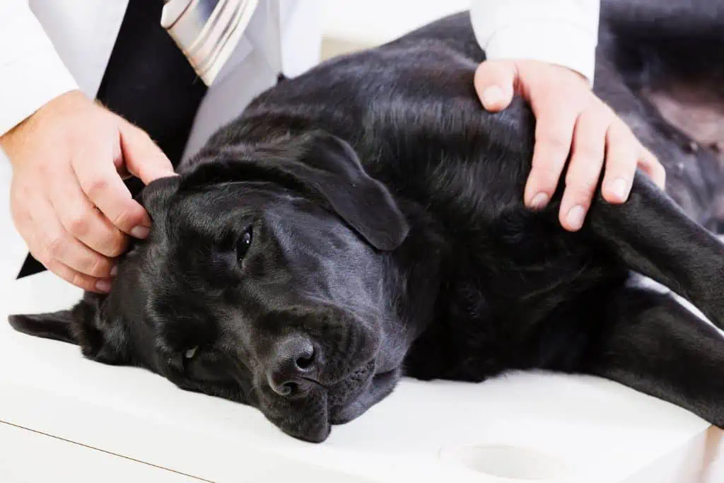 Diagnose & Behandlung von Escherichia coli beim Hund