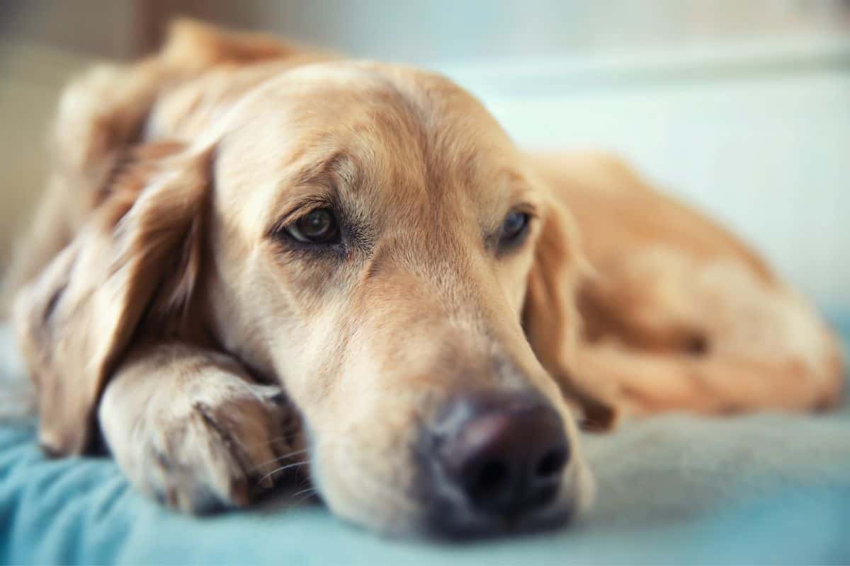 Escherichia coli (E. coli) beim Hund: Symptome Behandlung