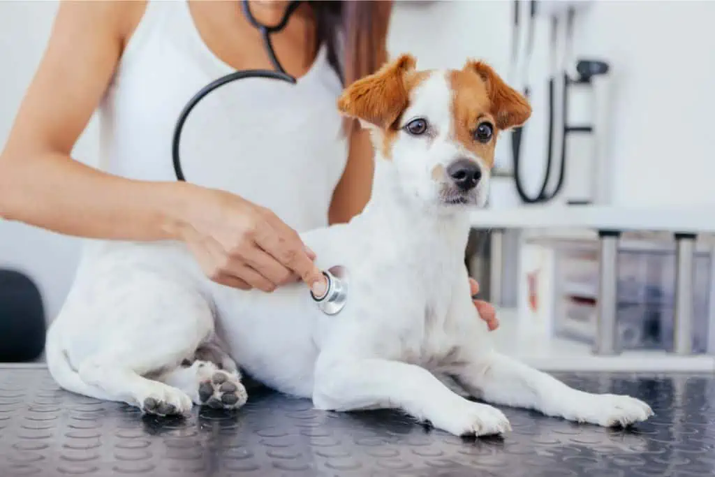 Was ist Folsäure und wofür wird sie beim Hund benötigt?